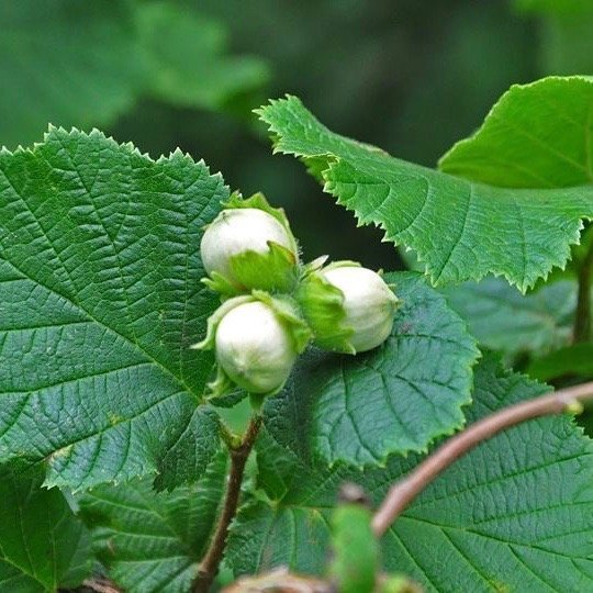 Nocciolo Nocciolo