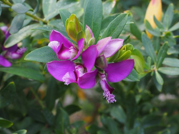 "Poligala Poligala virginiana