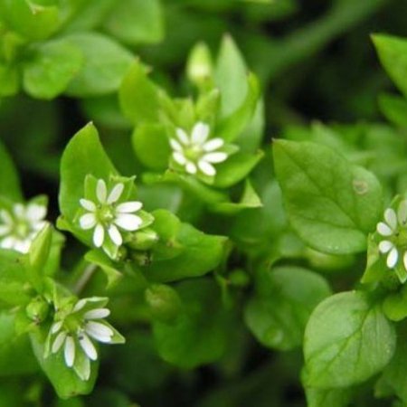 Stellaria Stellaria