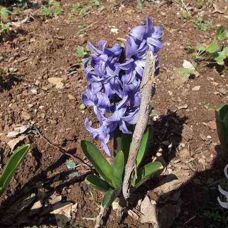 Sumbula Sumbula